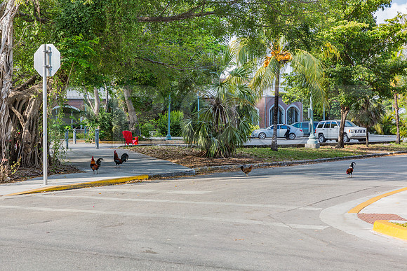 20140422_Key_West_9C7C1335