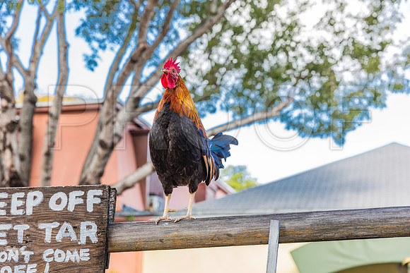 20140422_Key_West_9C7C1291