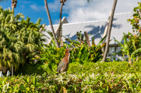 20140421_Key_West_9C7C0884