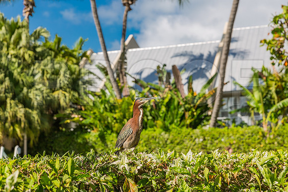 20140421_Key_West_9C7C0884