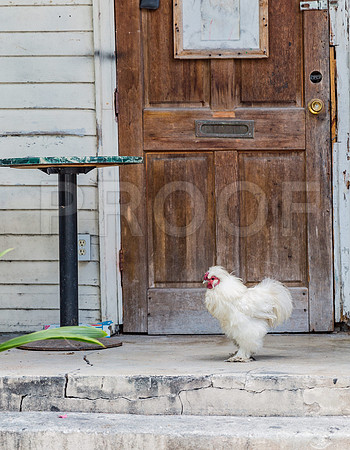 20140422_Key_West_9C7C1681