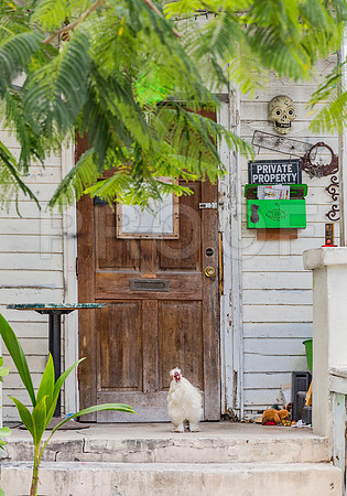 20140422_Key_West_9C7C1677
