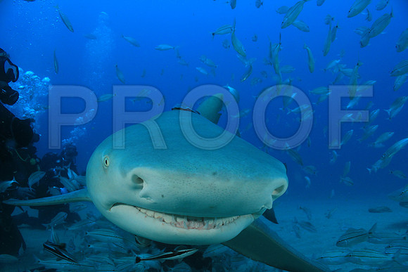 20150606_Scuba_OR_Miami_IMG_8772