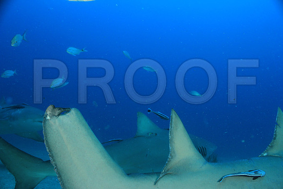 20150606_Scuba_OR_Miami_IMG_8815