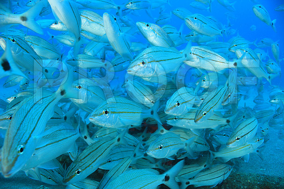 20150606_Scuba_OR_Miami_IMG_8864