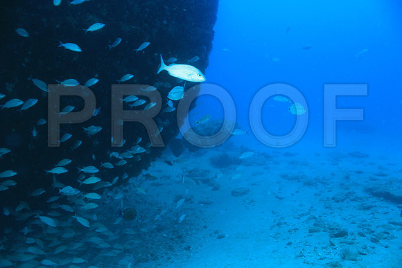 20150606_Scuba_OR_Miami_IMG_8833