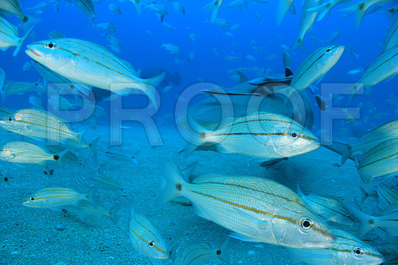 20150606_Scuba_OR_Miami_IMG_8883