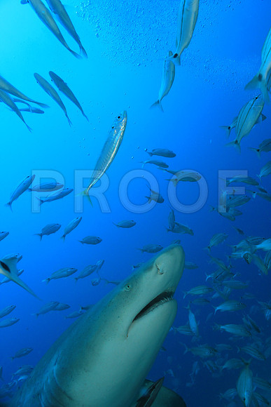 20150606_Scuba_OR_Miami_IMG_8916