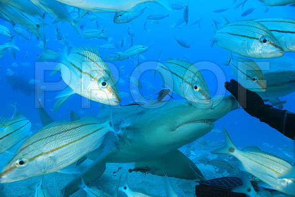 20150606_Scuba_OR_Miami_IMG_8908