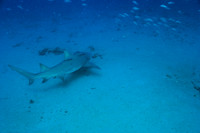 20150605_Scuba_OR_Miami_IMG_8749