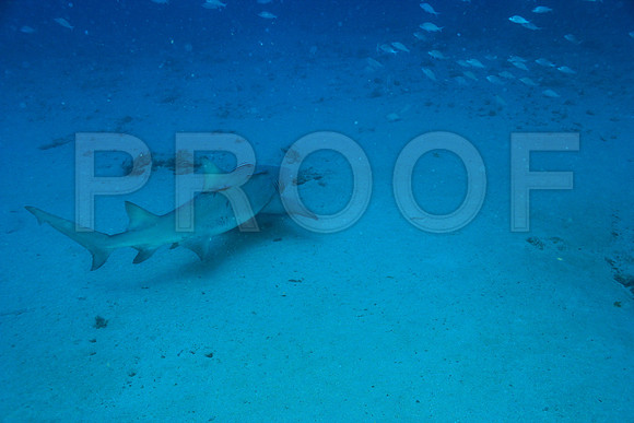 20150605_Scuba_OR_Miami_IMG_8749