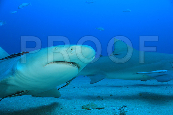 20150606_Scuba_OR_Miami_IMG_8767