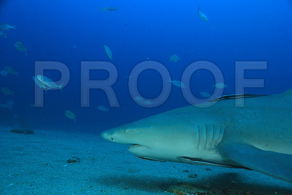 20150606_Scuba_OR_Miami_IMG_8813
