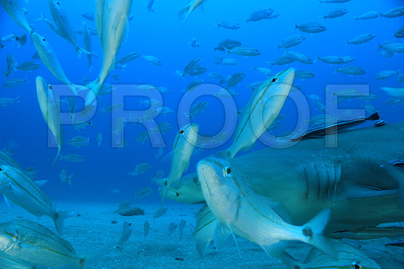 20150606_Scuba_OR_Miami_IMG_8924