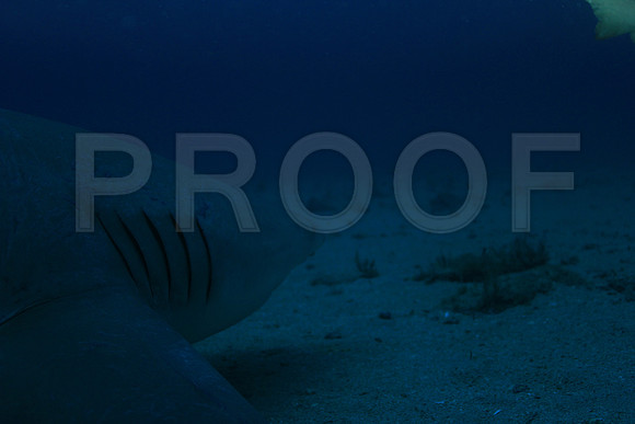 20150606_Scuba_OR_Miami_IMG_8862