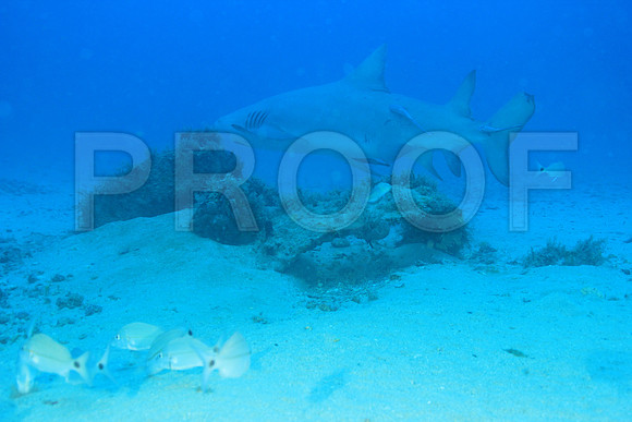 20150606_Scuba_OR_Miami_IMG_8851