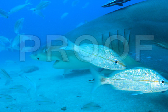 20150606_Scuba_OR_Miami_IMG_8895