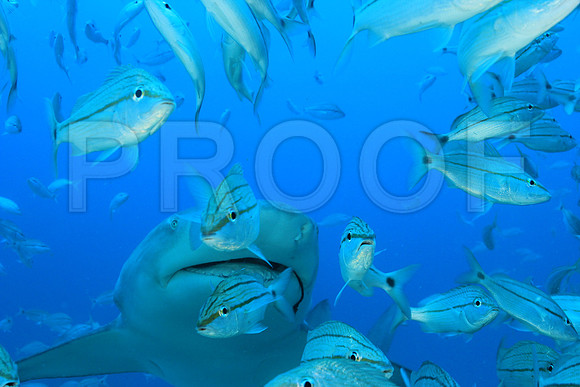 20150606_Scuba_OR_Miami_IMG_8903