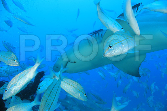 20150606_Scuba_OR_Miami_IMG_8799
