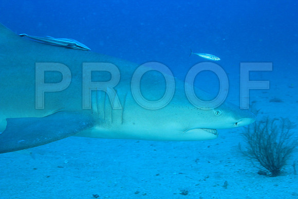 20150606_Scuba_OR_Miami_IMG_8854