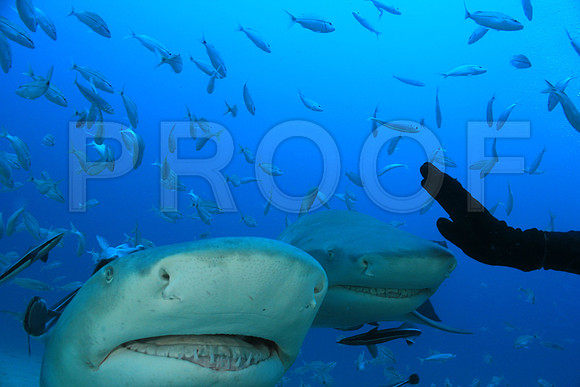 20150606_Scuba_OR_Miami_IMG_8910