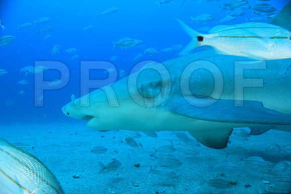 20150606_Scuba_OR_Miami_IMG_8893