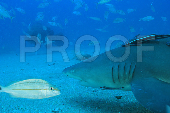 20150606_Scuba_OR_Miami_IMG_8902