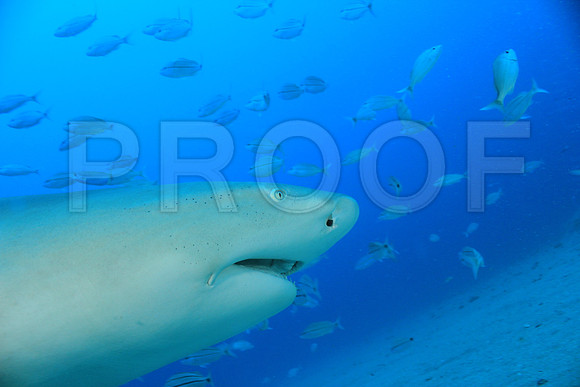 20150606_Scuba_OR_Miami_IMG_8788