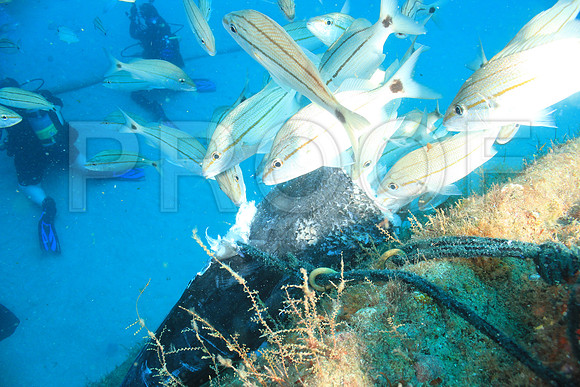 20150606_Scuba_OR_Miami_IMG_8829