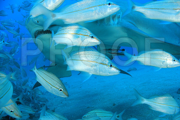 20150606_Scuba_OR_Miami_IMG_8793