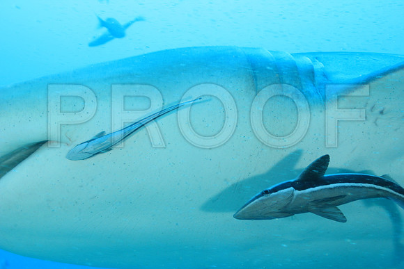 20150606_Scuba_OR_Miami_IMG_8898