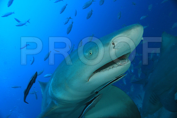 20150606_Scuba_OR_Miami_IMG_8811