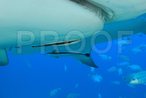 20150606_Scuba_OR_Miami_IMG_8896