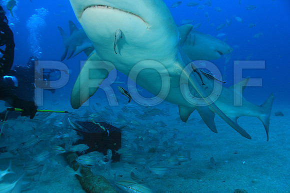 20150606_Scuba_OR_Miami_IMG_8764