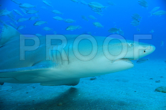 20150606_Scuba_OR_Miami_IMG_8802