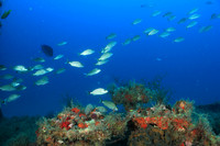 20150605_Scuba_OR_Miami_IMG_8750