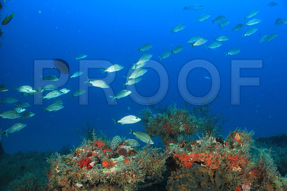 20150605_Scuba_OR_Miami_IMG_8750