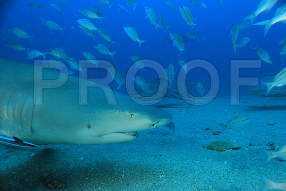 20150606_Scuba_OR_Miami_IMG_8780