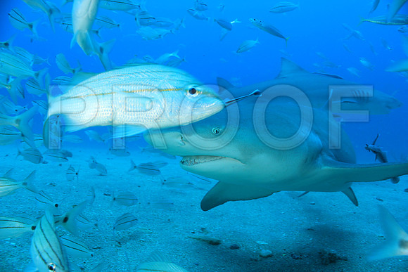20150606_Scuba_OR_Miami_IMG_8907