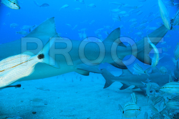 20150606_Scuba_OR_Miami_IMG_8914