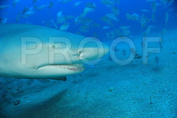 20150606_Scuba_OR_Miami_IMG_8789