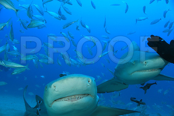 20150606_Scuba_OR_Miami_IMG_8909