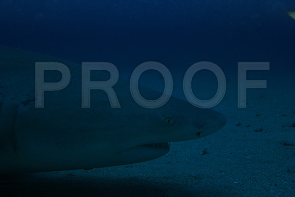 20150606_Scuba_OR_Miami_IMG_8861