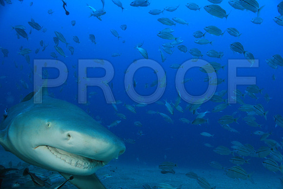 20150606_Scuba_OR_Miami_IMG_8790