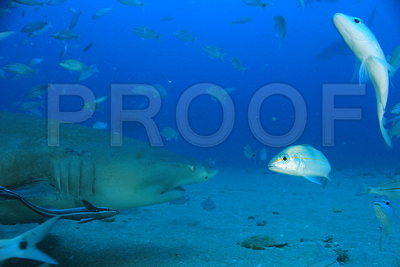 20150606_Scuba_OR_Miami_IMG_8782