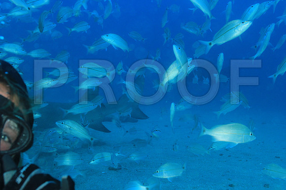 20150606_Scuba_OR_Miami_IMG_8837