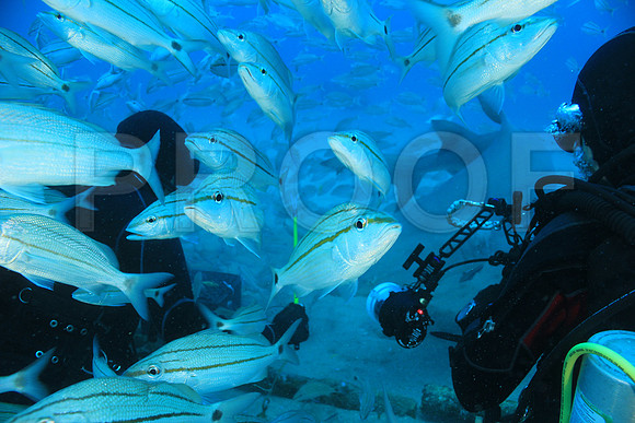 20150606_Scuba_OR_Miami_IMG_8874