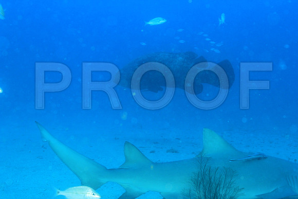 20150606_Scuba_OR_Miami_IMG_8844