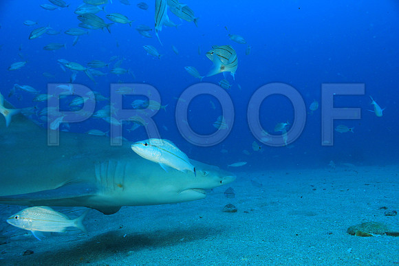 20150606_Scuba_OR_Miami_IMG_8766
