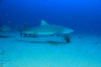 20150605_Scuba_OR_Miami_IMG_8754